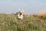 CORGI PEMBROKE 133